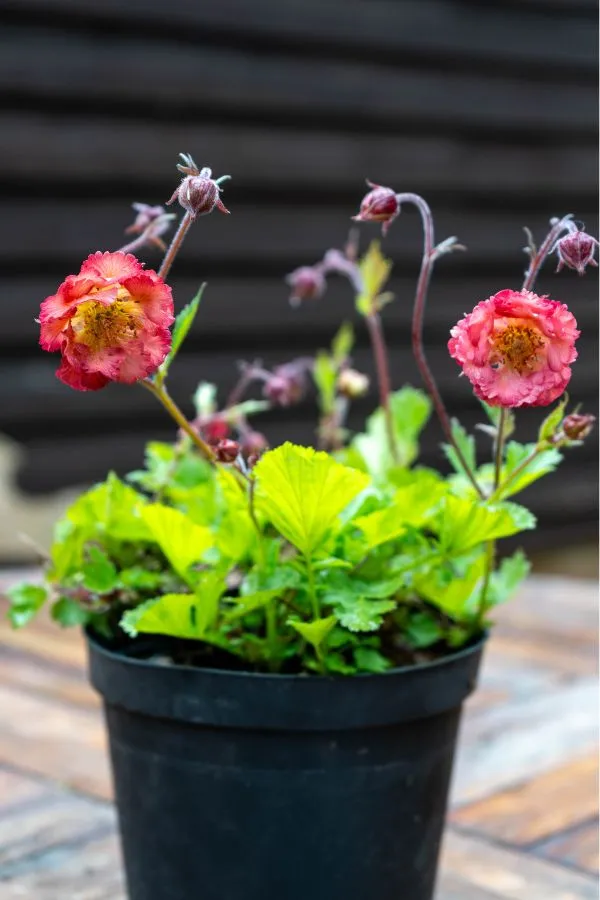 7 beautiful border plants to plant in spring (plus planting tips!)