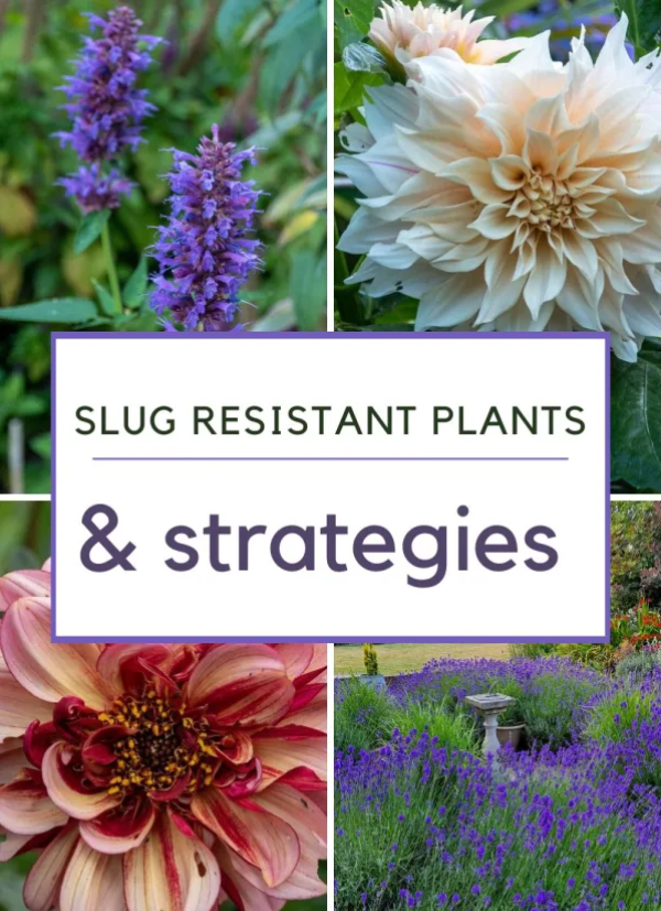 5 types of slug resistant plants – the easy way to beat snails and slugs in the garden