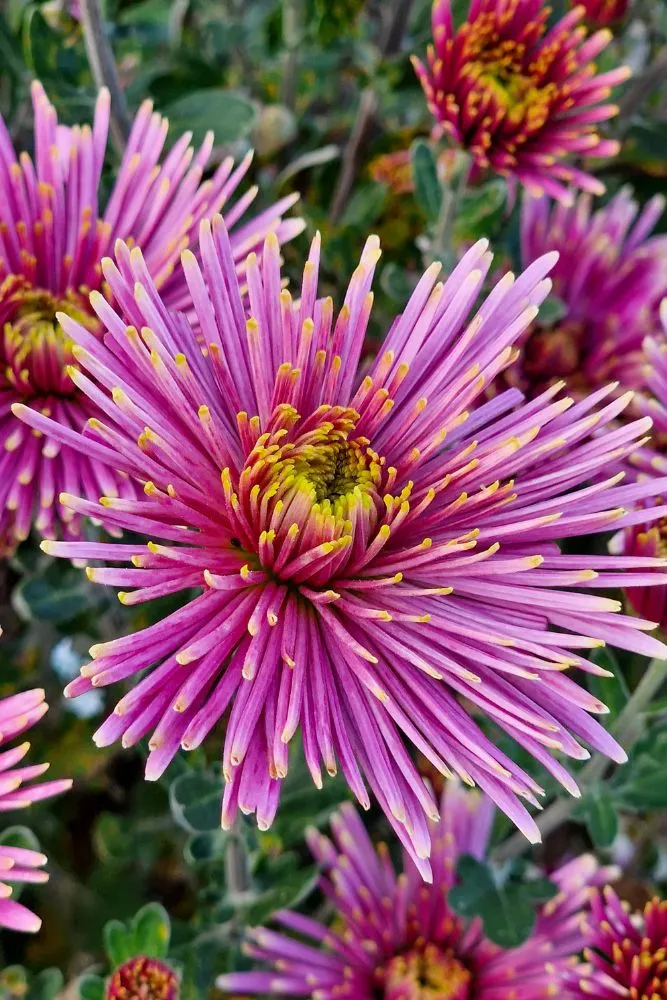 How to grow chrysanthemums for magical late season colour