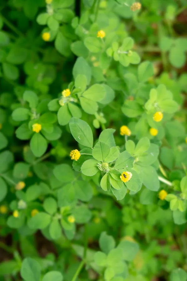 An easy tip for weeding without chemicals