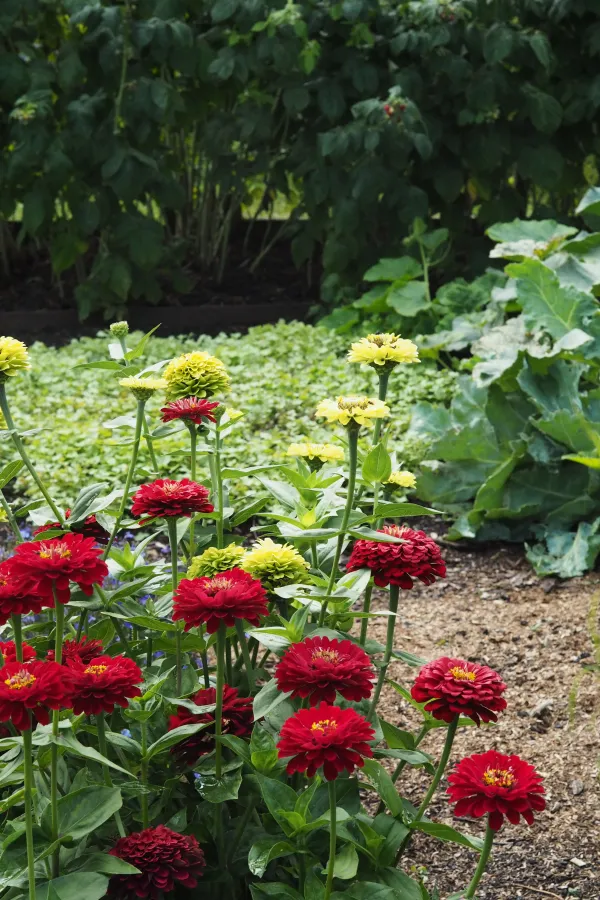 No dig flower borders – easy, weed-free and brilliant