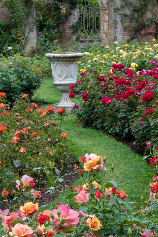 Growing roses – expert tips from Hever Castle rose garden