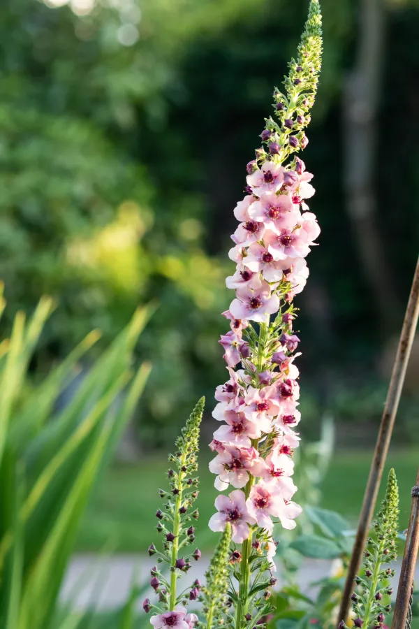 10 beautiful pink flowers for your summer garden