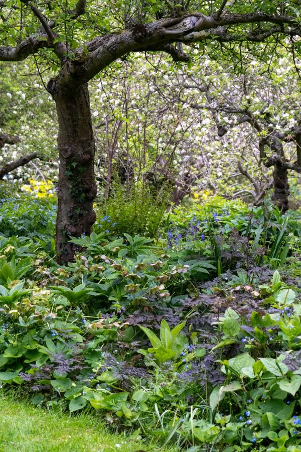 10 stunning ground cover plants to create a tapestry of colour in difficult-to-plant areas