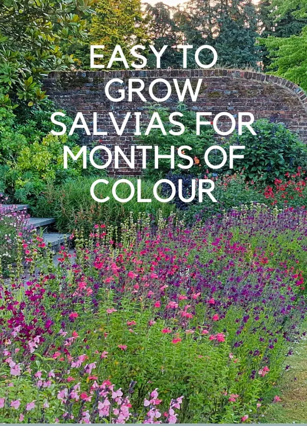 Salvias – expert tips on growing long-lasting flowers