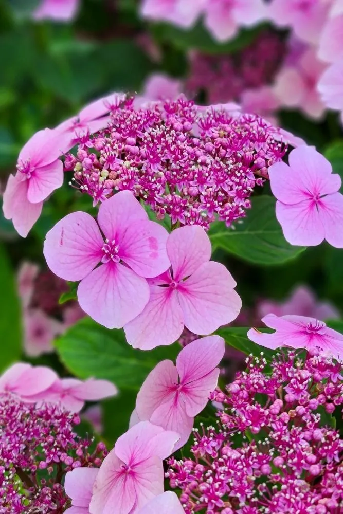 The really easy guide to pruning hydrangeas