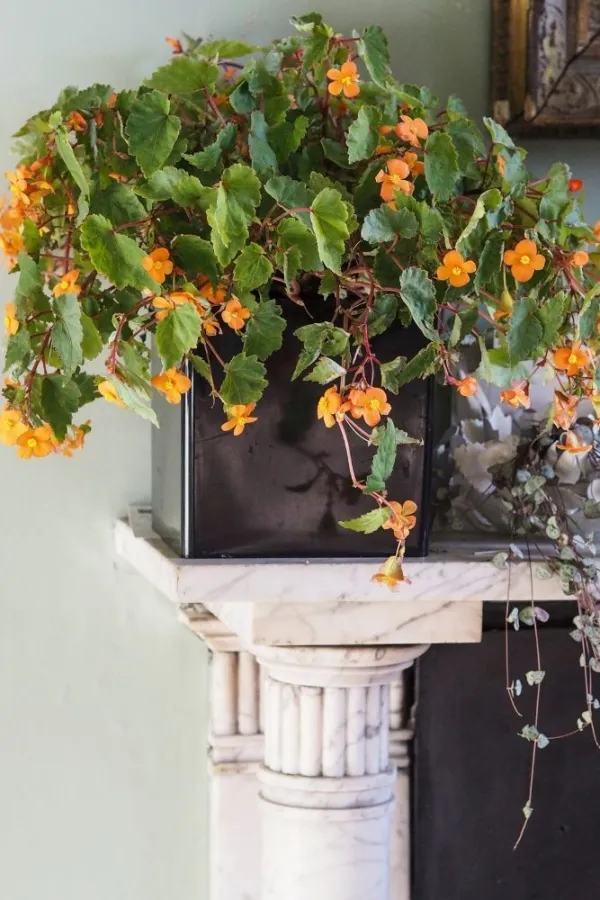 Indoor outdoor plants: 9 garden plants that also thrive as house plants