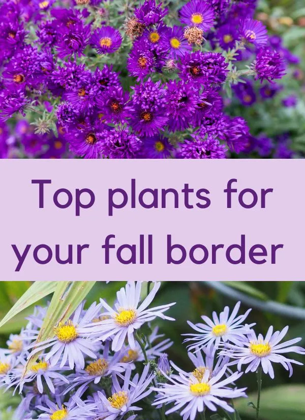 10 top autumn garden tips and plants