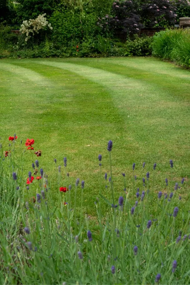 Do you really need a perfect lawn? And is it sustainable?