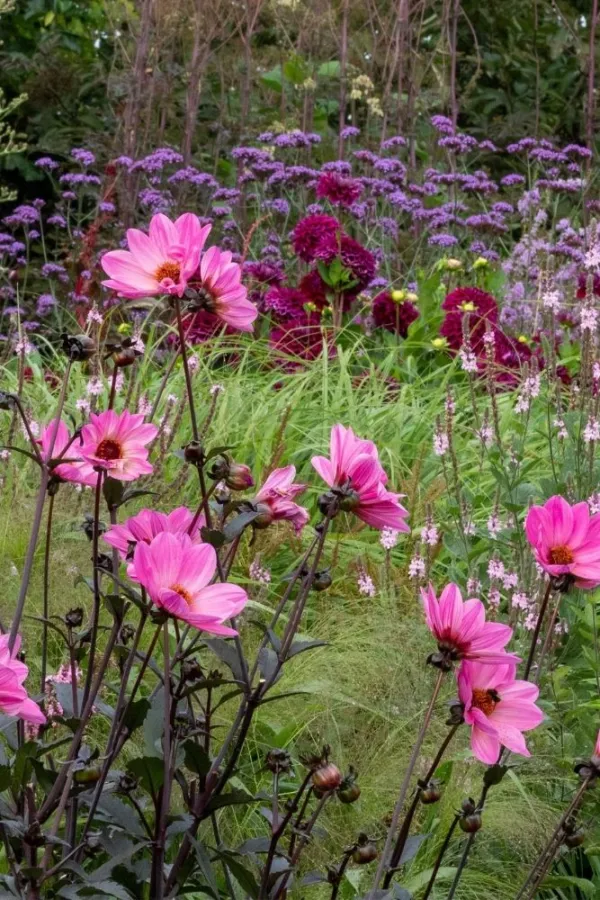 What you need to know to create an outstanding perennial border