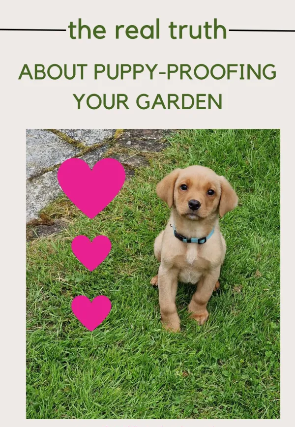 Puppy-proof your garden – 7 practical tips that really work – and 3 to avoid!