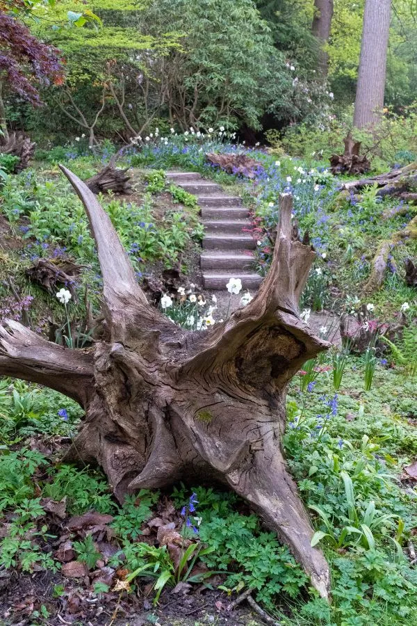 Transform a shady corner of your garden with a stunning stumpery