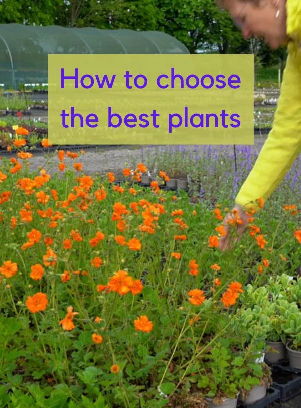 5 top tips on how to choose the best plants for your garden