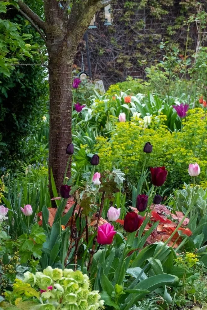 Answers to the 5 top spring gardening questions