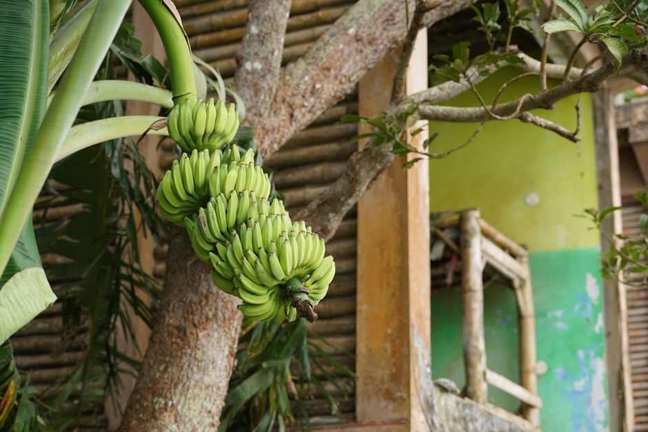 Unripe green bananas growing on a tree in Alappuzha, Kerala, India.