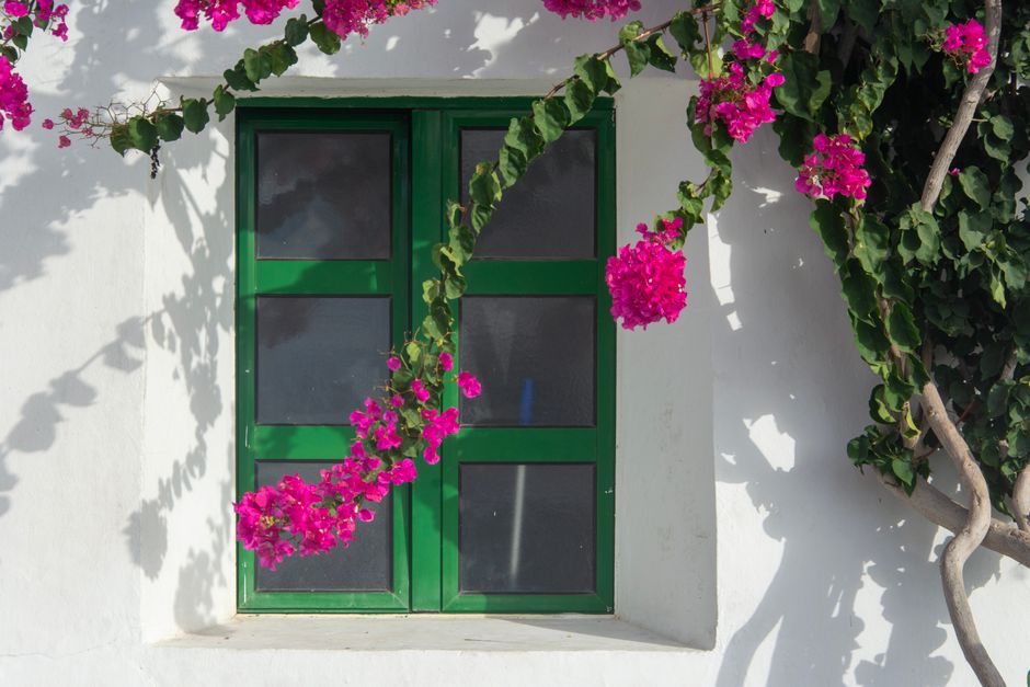 Pink bougainvillea surrounds a green window on a sunlit white wall, creating a vibrant, Mediterranean feel.