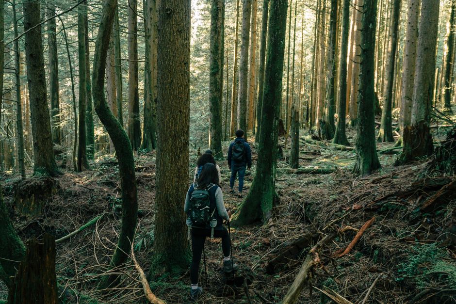 A group of hikers exploring a dense forest trail on a sunny day, surrounded by tall trees.