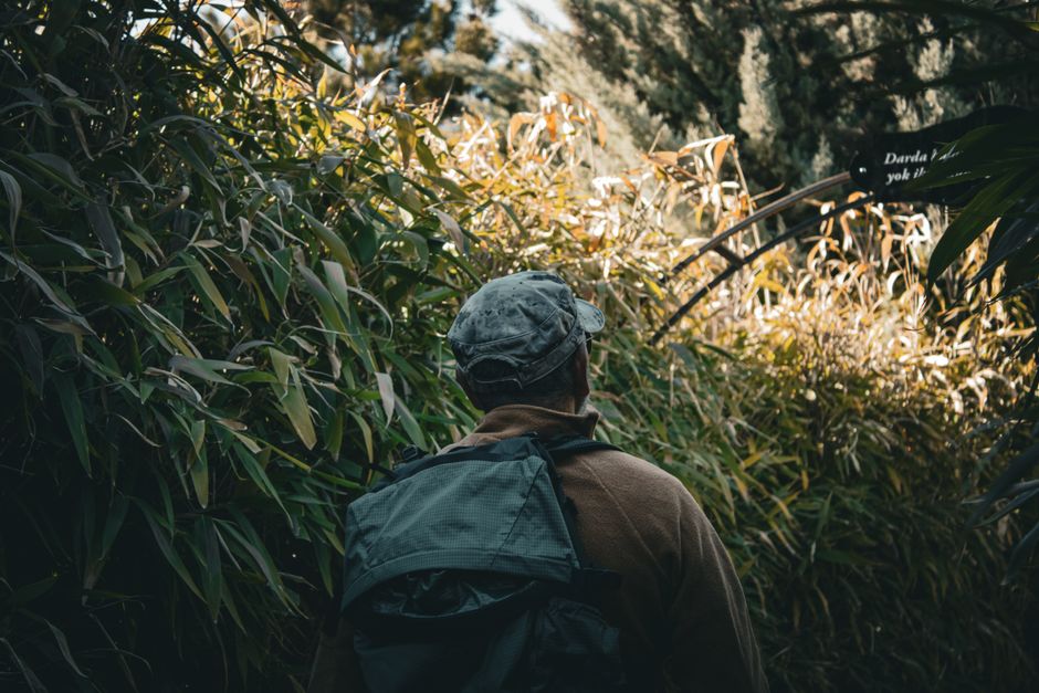 A man with a backpack hiking through a dense bamboo forest, exploring nature.