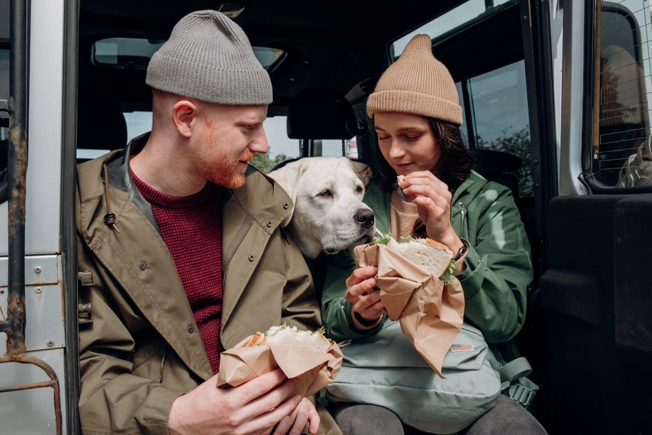 Pet-Friendly Road Trip Accommodations 2026: Road Tripping with a Dog in 2026: Decode Hotel Pet Policies Before You Book