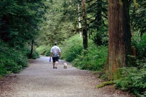 Pet-Friendly Vacation Rentals in Major US Cities: How to Find Them