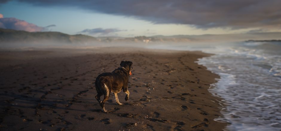 A dog walks along a sandy beach during twilight in Santiago, Chile, capturing a serene moment.