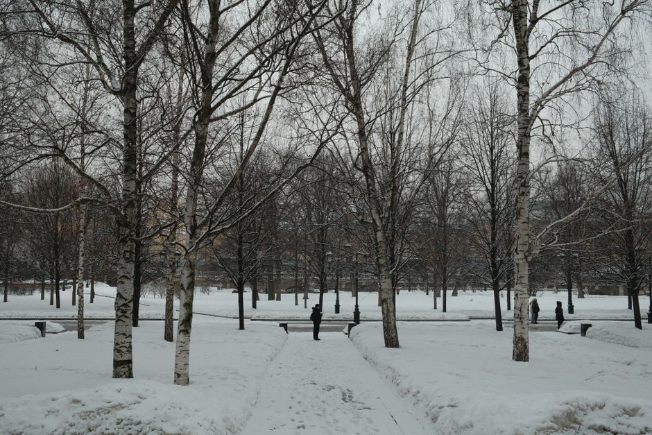 Snow-covered park in Moscow featuring birch trees and people walking.