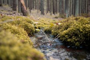 Pacific Crest Trail: What No One Tells First-Time Hikers