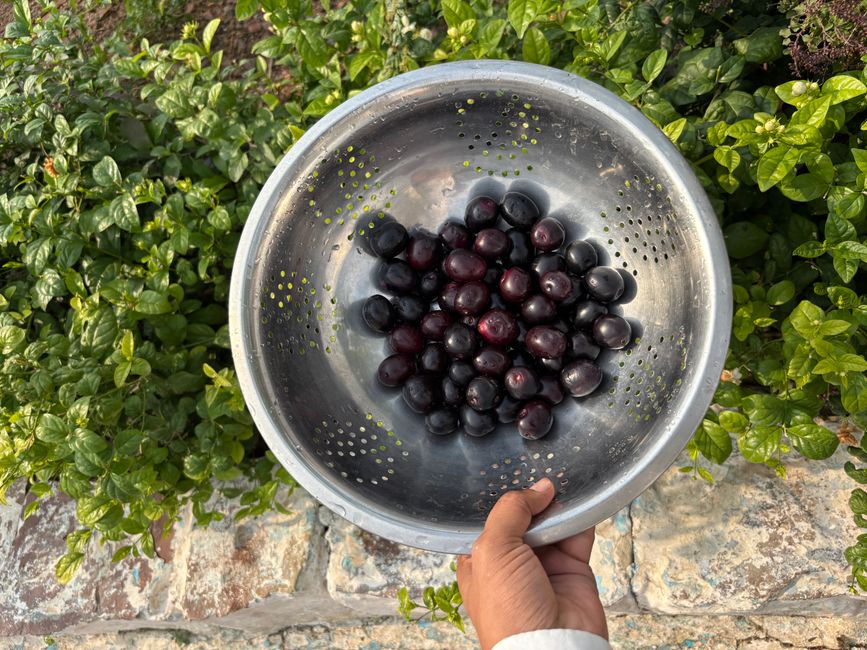 Hand holding a bowl of ripe jamun plums outdoors with green leaves.