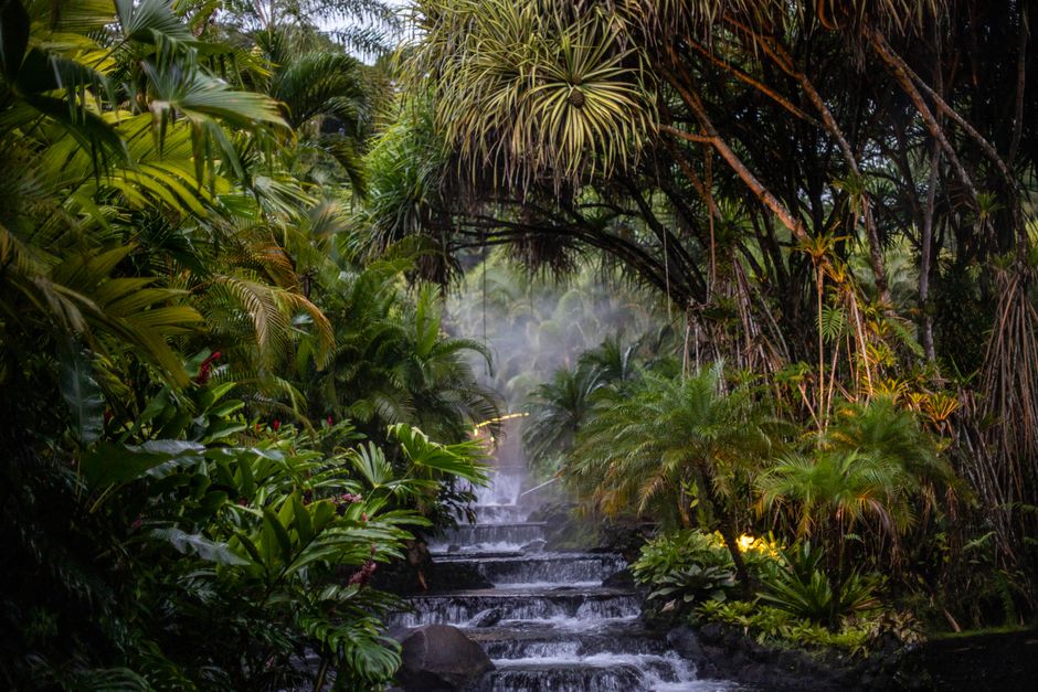 A serene view of a waterfall surrounded by dense, lush tropical foliage in a jungle setting.